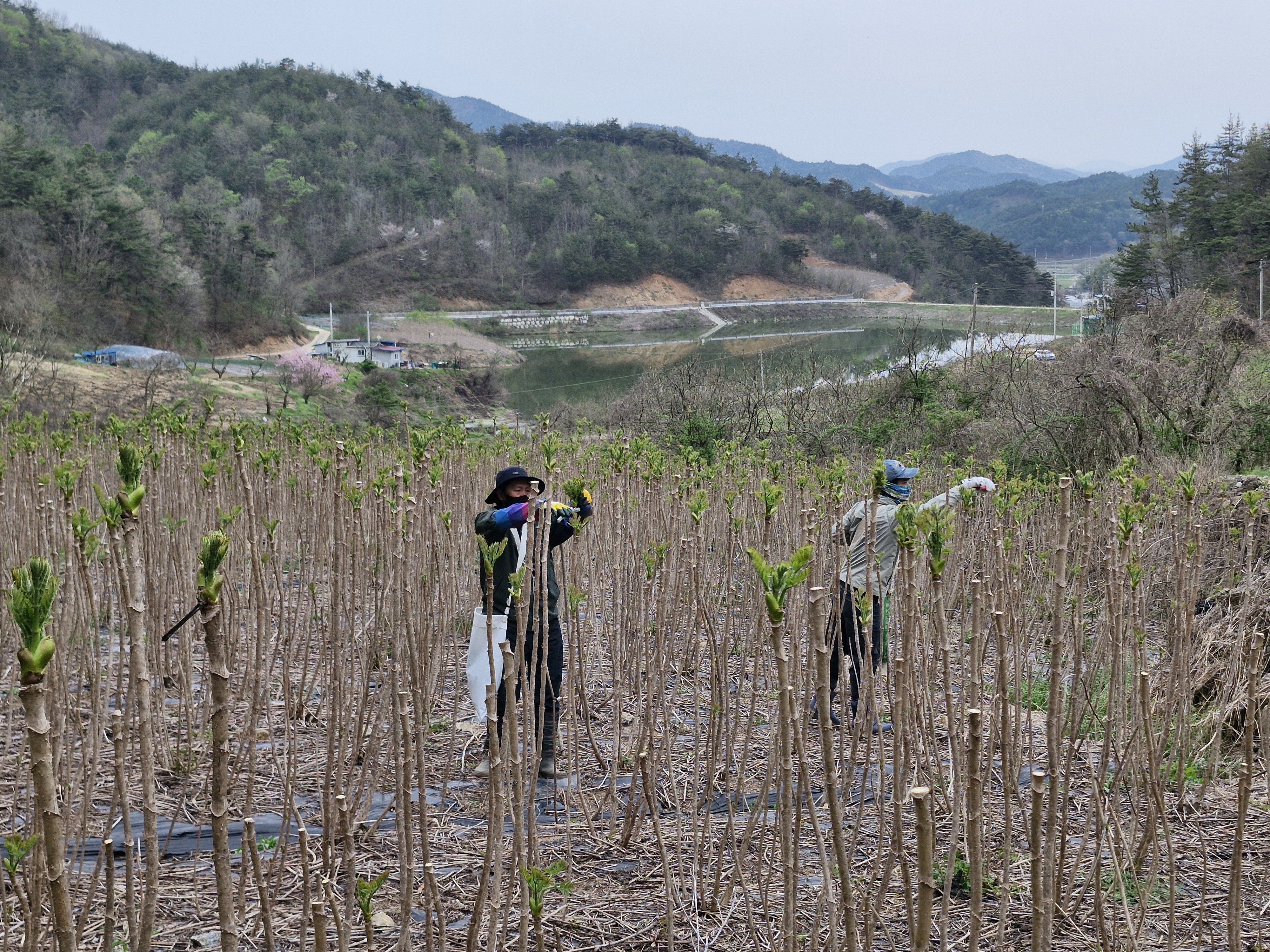 참두릅봄순